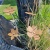 fleurs-corten-768x768